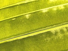 vintage velvet ribbon trim 1.5" rayon apple green 1yd made in France