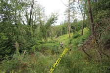 Photo A1 Hewood Bottom Coppice Gribb  c2016