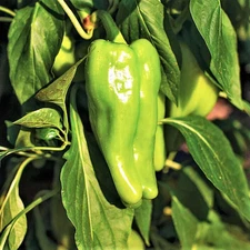Cubanelle Pepper Seeds - For 2025 Planting 1,000 Scoville Mild Cuban Pepper