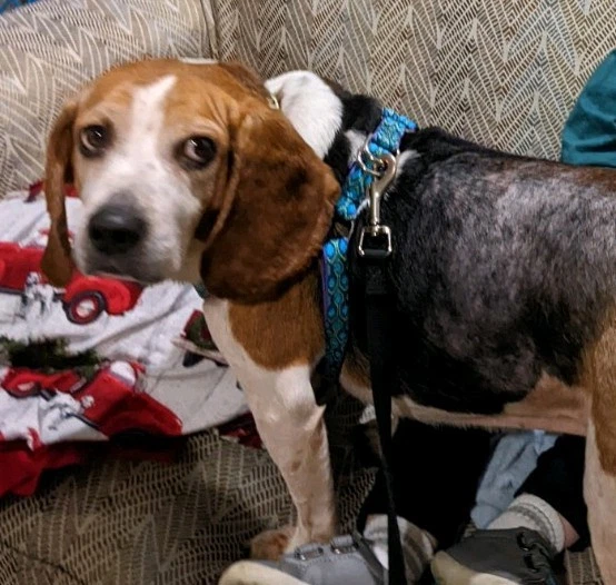 Lupine Pet - Arnés ajustable azul "pavo real" para perros medianos Foto 3 de 3