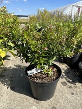 2x Escallonia 'Showstopper' Bushy Broadleaf Shrub In 3 Litre Pot