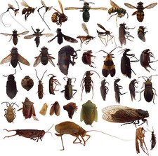 100 Dead BUGS Entomology Class School Insect Bug Collection IDENTIFIED US Native