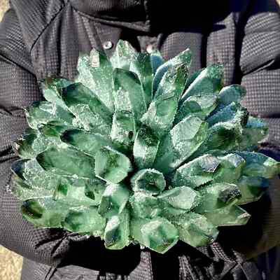12.8LB TOP New green Phantom Quartz Crystal Cluster Mineral Specimen Home Deco