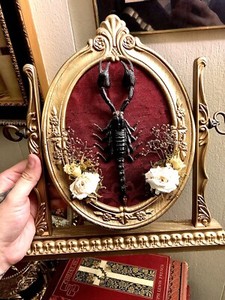 Enchanted Scorpion Display 