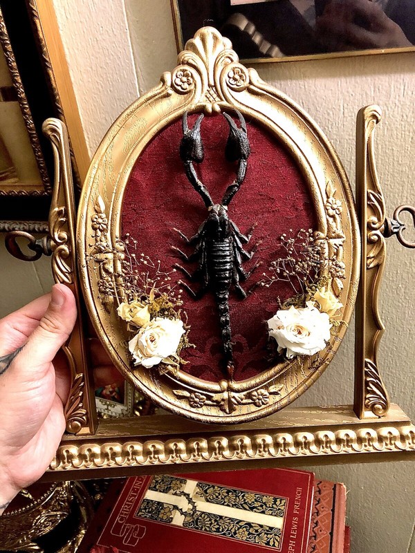 Enchanted Scorpion Display 