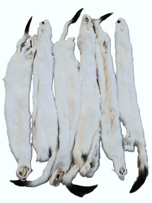 Tanned Weasel, Prime winter white with Black Tip Tail