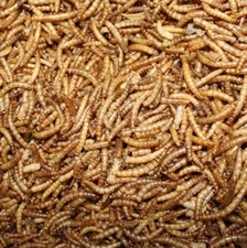 Wholesale Bulk Dried Mealworms for Wild Birds Food Blue Bird Chickens Hen Treats