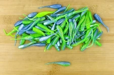 (100) Crappie Fishing 2" Baby Shad Bluegrass Bulk Lot Brand New