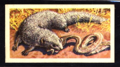 Brooke Bond Asian Wild Life (1962) Indian Mongoose No. 17