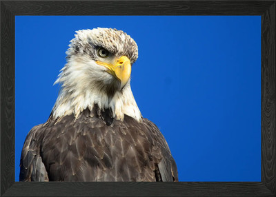 Adler gerahmtes Wandbild Poster Leinwanddruck Bild