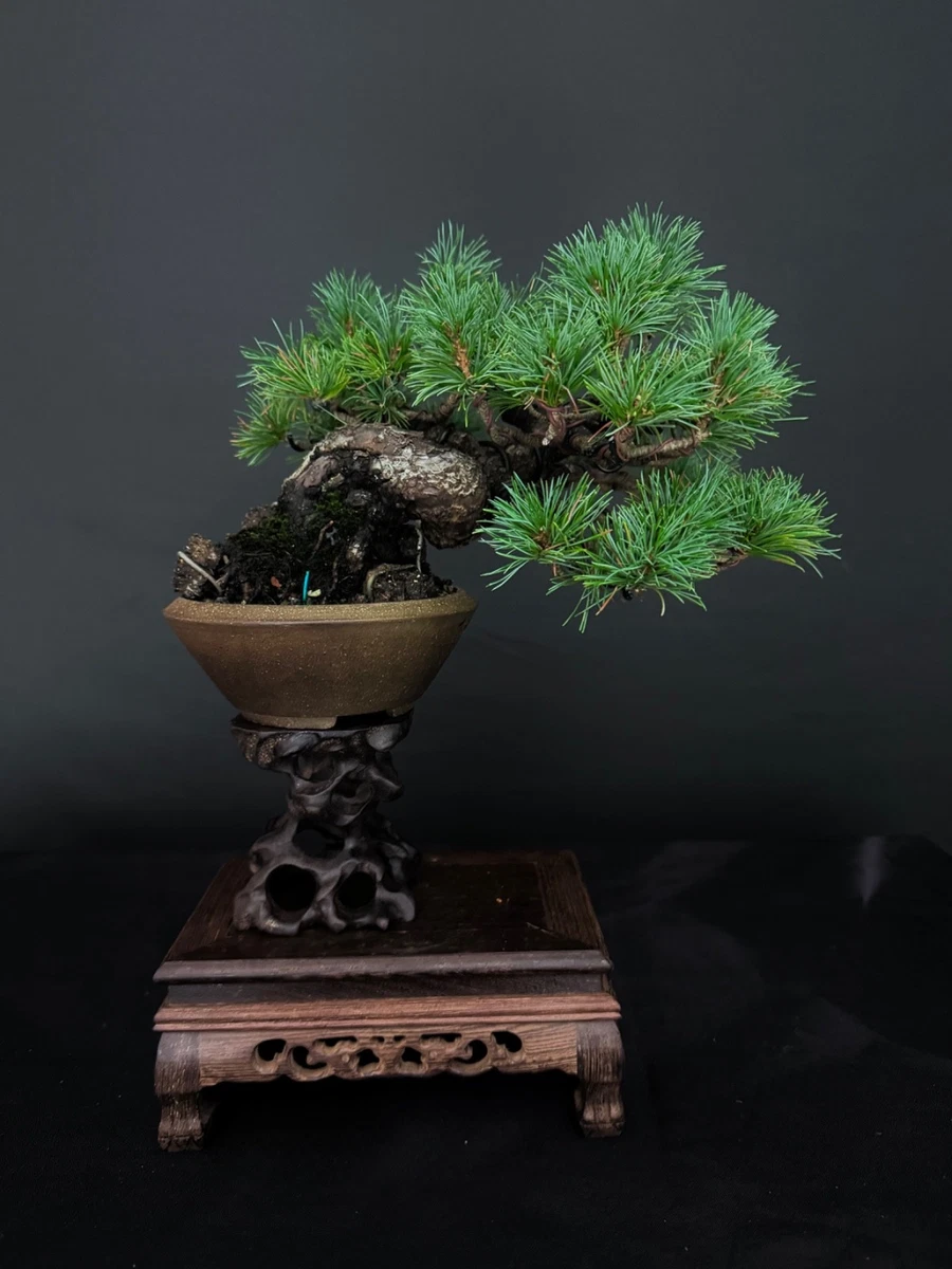 planter shelves indoor Dusk Grey Plant Shelves: Showcase Your Plants with Elegance main image 1
