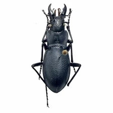 Savage Carabidae Specimen丨【Rare】Carabus acutithorax 32mm A2 Restoration Henan