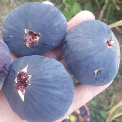 Bourjassotte Noire 2 fig cutting, excellent variety 