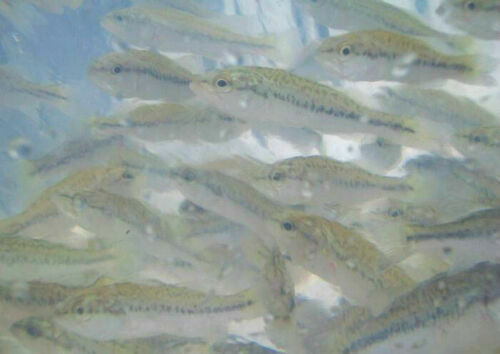 12 Live Gambusia Mosquito Fish For Sale Online Ebay