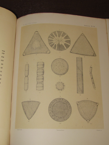 1886 DIATOMACEAE by CASTRACANE 30 PLATES HMS CHALLENGER VOL 2 BOTANY THOMSON - 第 19/24 張圖片