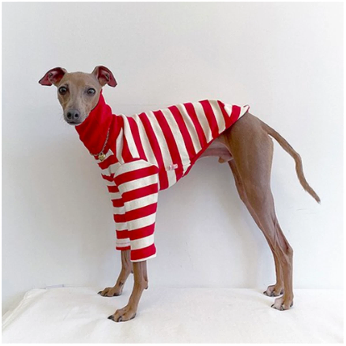 Doggie clothes top for italian greyhound