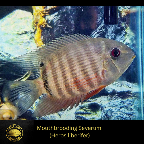 Mouthbrooding Severum Cichlid Heros liberifer Live Fish (2.5") eBay
