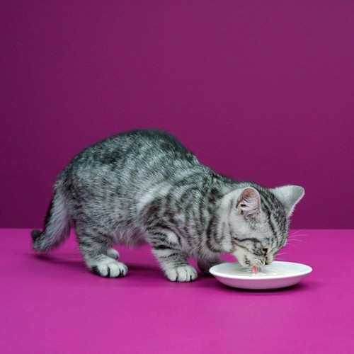 Whiskas Katzenmilch für Kätzchen ab 6 Wochen, 15 Flaschen, 15x200ml – Leckerer - Bild 4 von 5