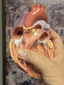 Human Heart Anatomical Model Cross Section Cutaway Teaching Display