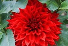 1 - RED BABYLON DinnerPlate Dahlia Bulb Tuber Clump  HUGE PERENNIAL BLOOMS