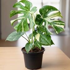 Thai Constellation Monstera Plant Live, Variegated Leaves, 4-6 Inch Tall