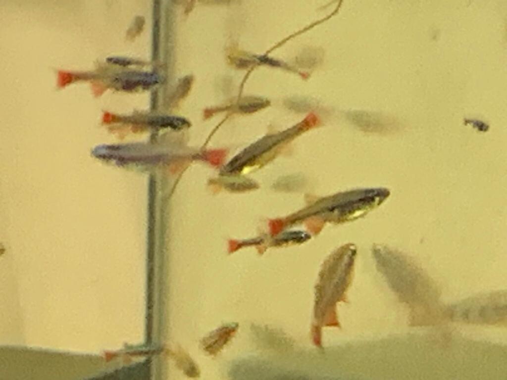 6 x Vietnamese Cardinal Minnows Tanichthys Micagemmae Cyprinid Fish