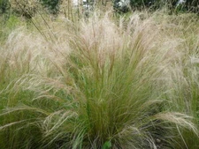 MEXICAN FEATHER GRASS 160 SEEDS STIPA TENUISSMA, HARDY, ORNAMENTAL GRASS USA SEL