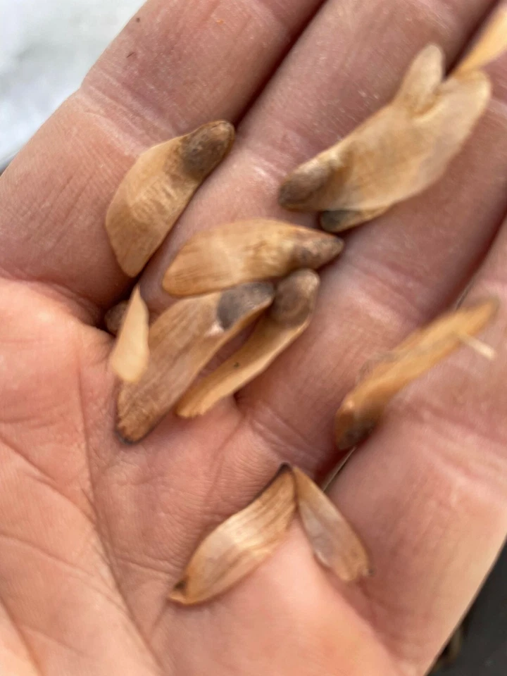 Ponderosa Pine Northern Source Extra Hardy 25Seeds Fresh -Bonsai Landscape - Image 3 of 4