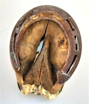 Cendrier Ancien En Sabot De Cheval - Acier Et Fer - Italie Début 1900 - Objet Déco
