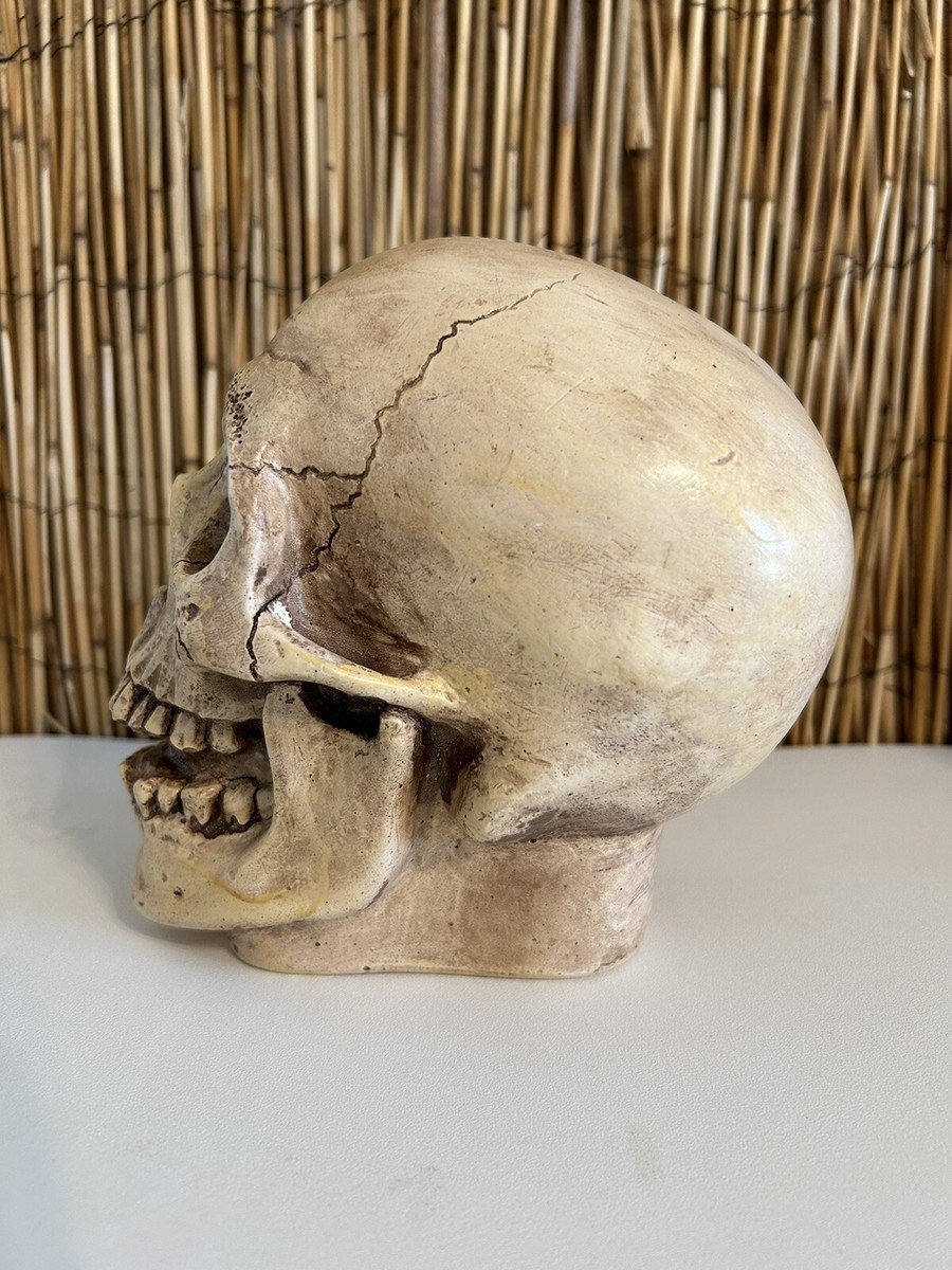 randotti skull 2体　セット　60s 70s スカル 髑髏　50s randotti skull 60's 70's スカル - メルカリ