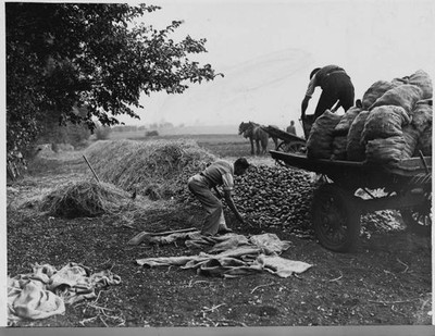 Storing hundreds of tons of potatoes by burying them under straw Old Photo