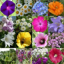 TOUCHWOOD SCATTER PACKS SEEDS, JUMBO SIZE for strewing CHOICES buy 6+1 free