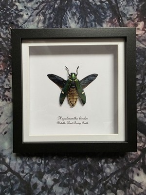 MetallicHolzbohrkäfer (Megaloxantha bicolor) Entomologie Schattenrahmen 18cm
