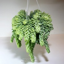 Sedum Morganianum Burrito Donkeys Tail trailing succulent houseplant in 5cm