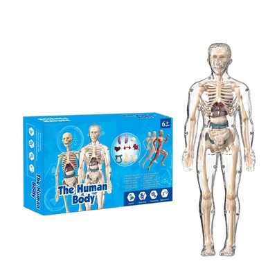Anatomical Human Skeleton Model with Detachable Organs Biology Teaching Tool