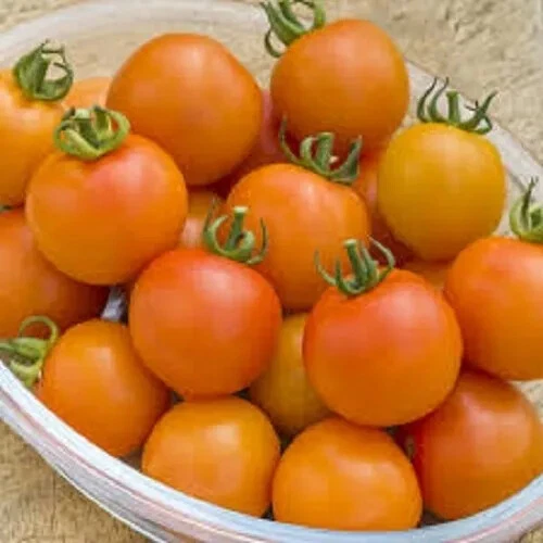 Tomato Seeds 30+ Varieties Shirley Moneymaker Roma Cherry Mountain Magic Micro - Picture 74 of 86