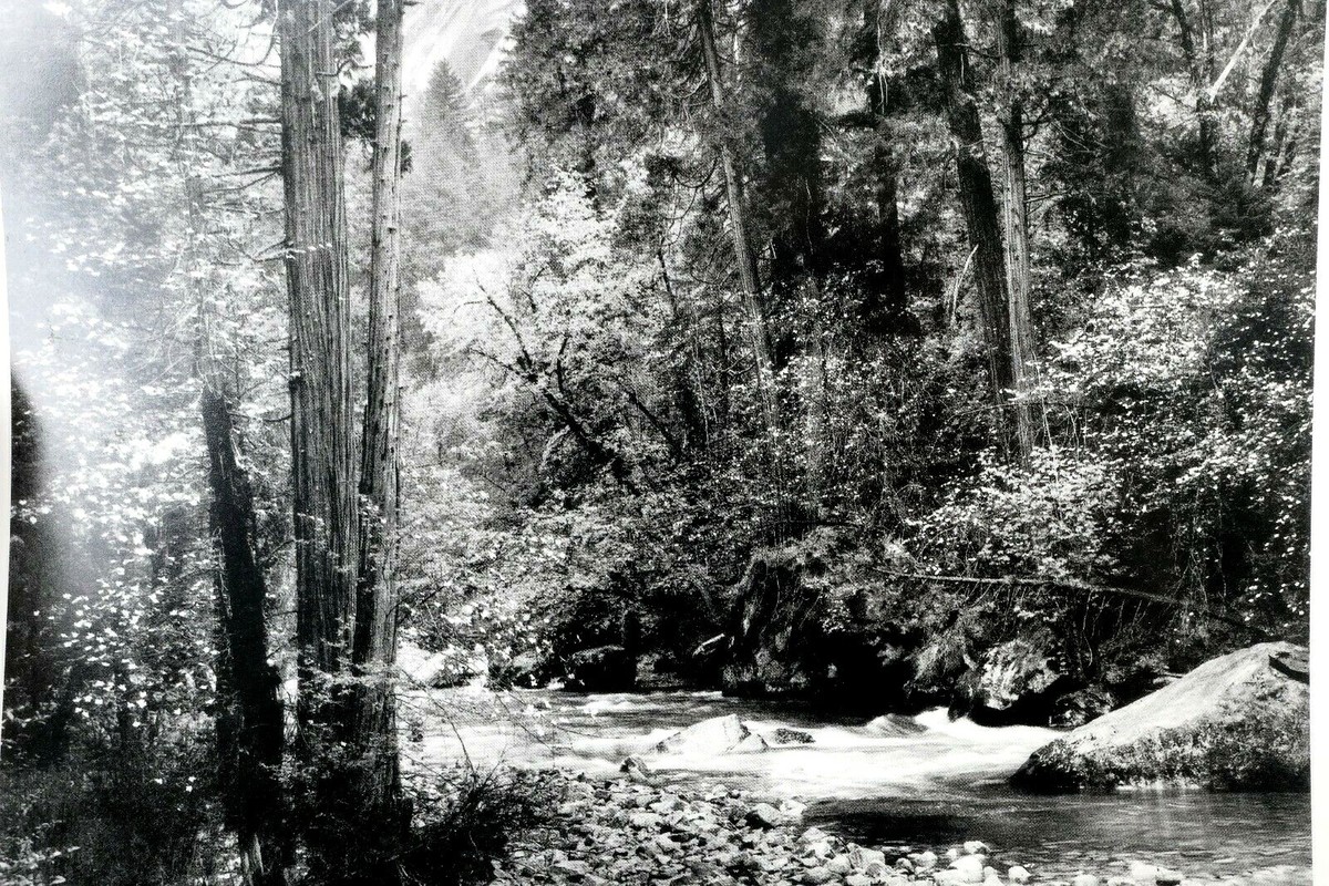 Tenaya Creek Dogwood Rain 1948 photograph by Ansel Adams POSTCARD