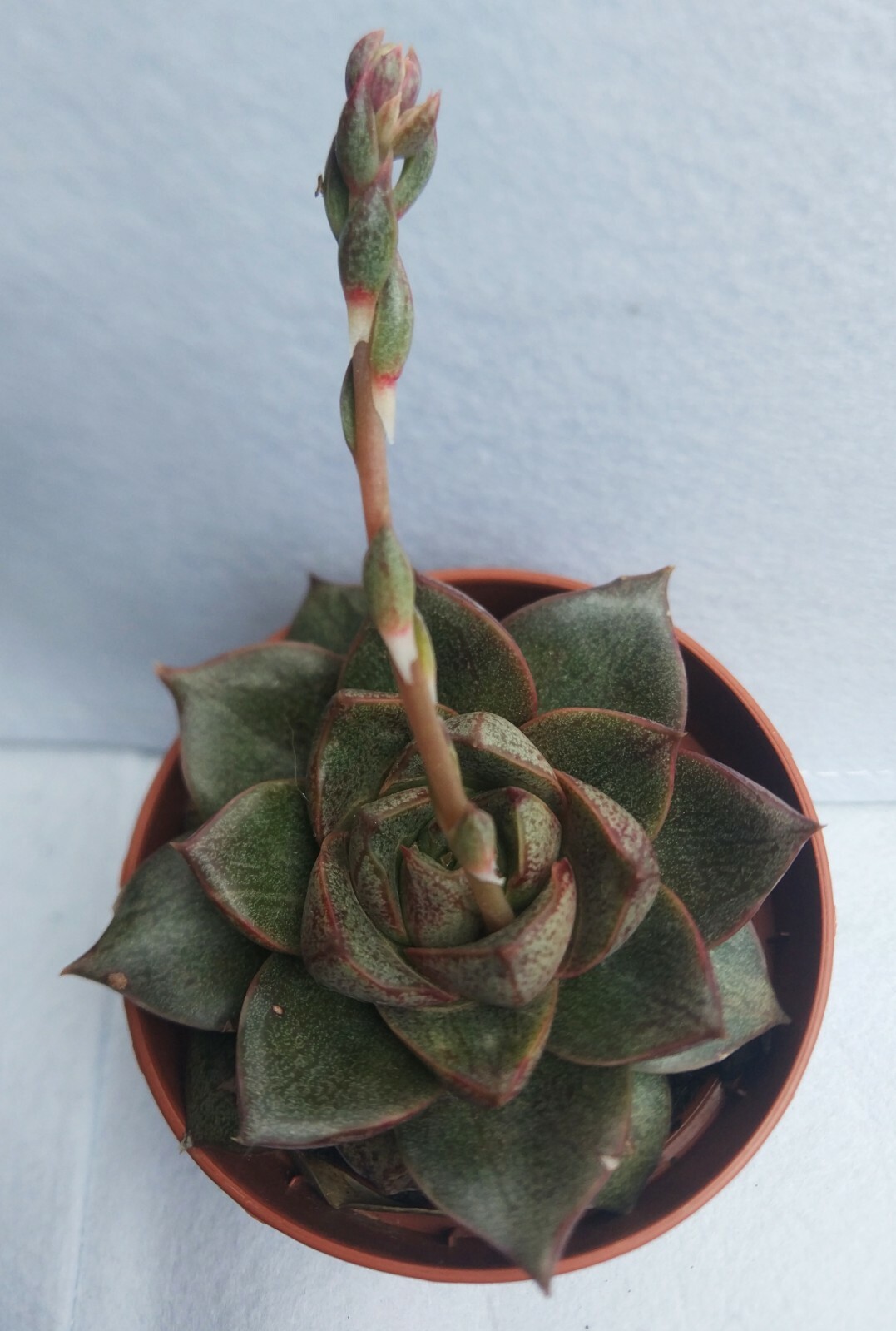 ECHEVERIA DIONYSOS