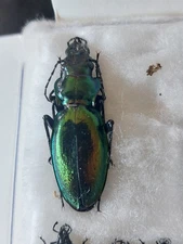 1 ex. Carabus (Lipaster) osellai ssp. bontempsi Carabidae, 