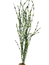 25" MD 2-stem JUNGLE VAL Sea Grass Soft flowing Plastic Wireless Plant, Stone Ba