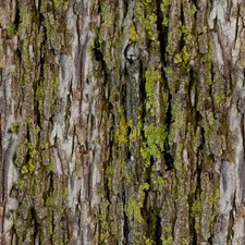 Mossy Bark 23 - 20" x 38" Hydrographic Film Hydro Dipping