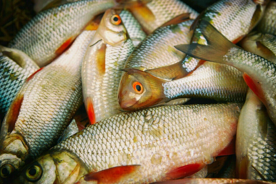 Köderfische Rotaugen gefroren Köfi Hecht Zander Wels Barsch Köder 5-30cm - Bild 3 von 3