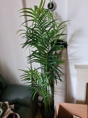 aqua planting Water Sprite