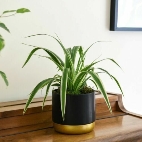 Spider Plant Chlorophytum Variegatum, Established plant approx. 15cm length