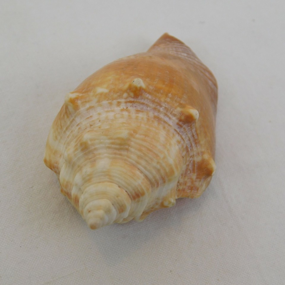 Lot of 10 Conch Seashells 3" Long Ocean Beach Decor Aquarium Craft Pink ...