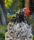 6 Farm Fresh Hatching Eggs Fancy PORCELAIN Brahma BRAHPI Orpington Lavendar ❤️eb — photo 2