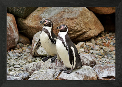 Zwei afrikanische Pinguine gerahmtes Wandbild Poster Leinwanddruck Bild