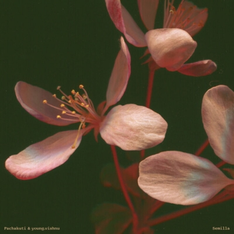 Пачакути / Вишну Янг/Новый альбом Seed 290