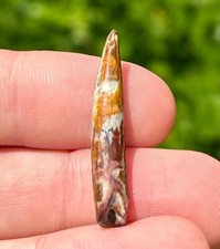 NICE Pterosaur Tooth from Niger Fossil Flying Dinosaur Tooth 1.25” Cretaceous