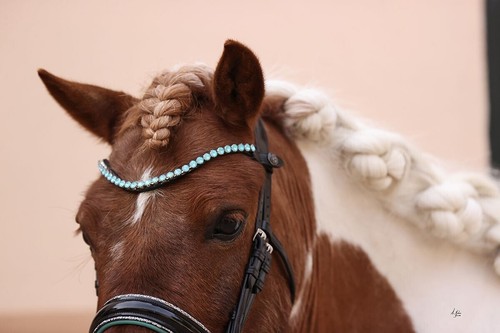 Fascia per sopracciglia Ice Equestrian Bling vera pelle italiana. Acqua. Pony - Cob - Completo - XF - Foto 2 di 7